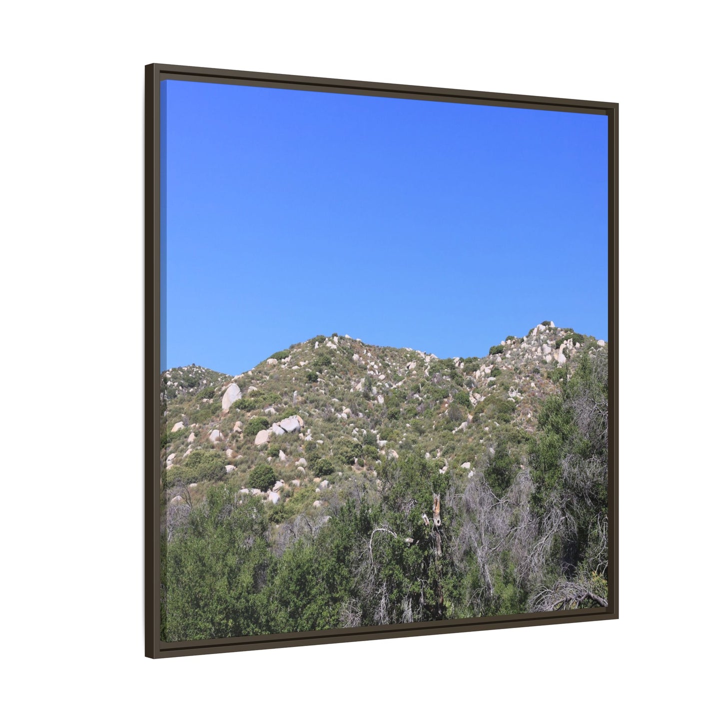Sparse Vegetation - Unique Stretched Canvas Wall Art