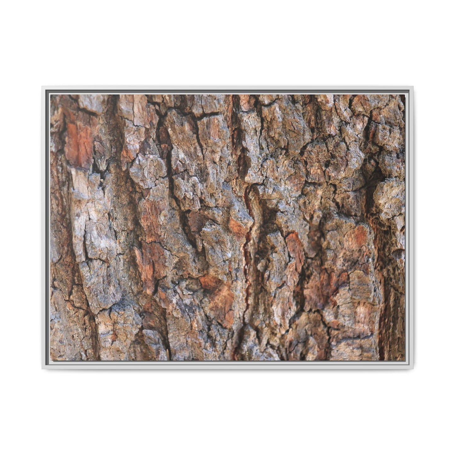 Tree's Timeworn Tale - Unique Stretched Canvas Wall Art - Art By Earth