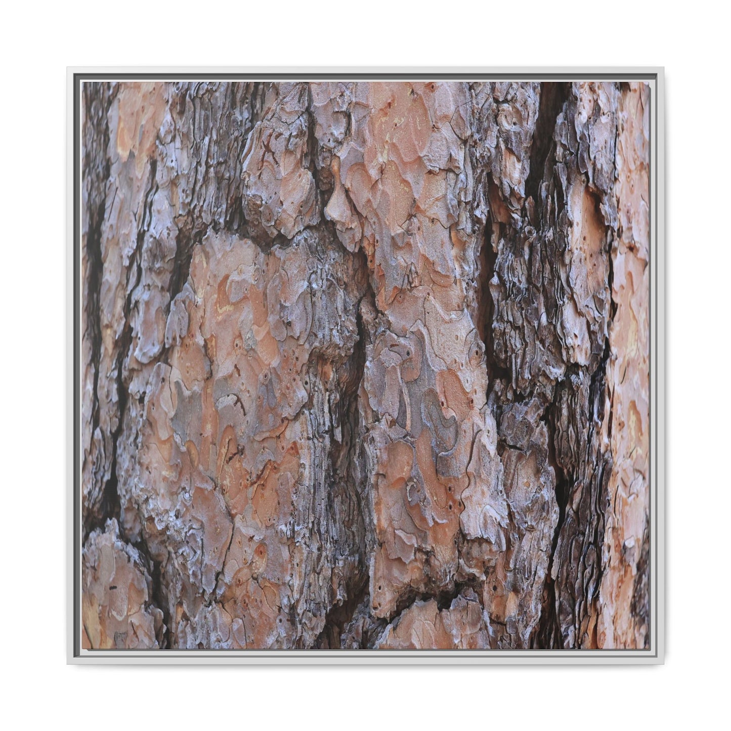 Tree Skin Symphony - Unique Stretched Canvas Wall Art - Art By Earth