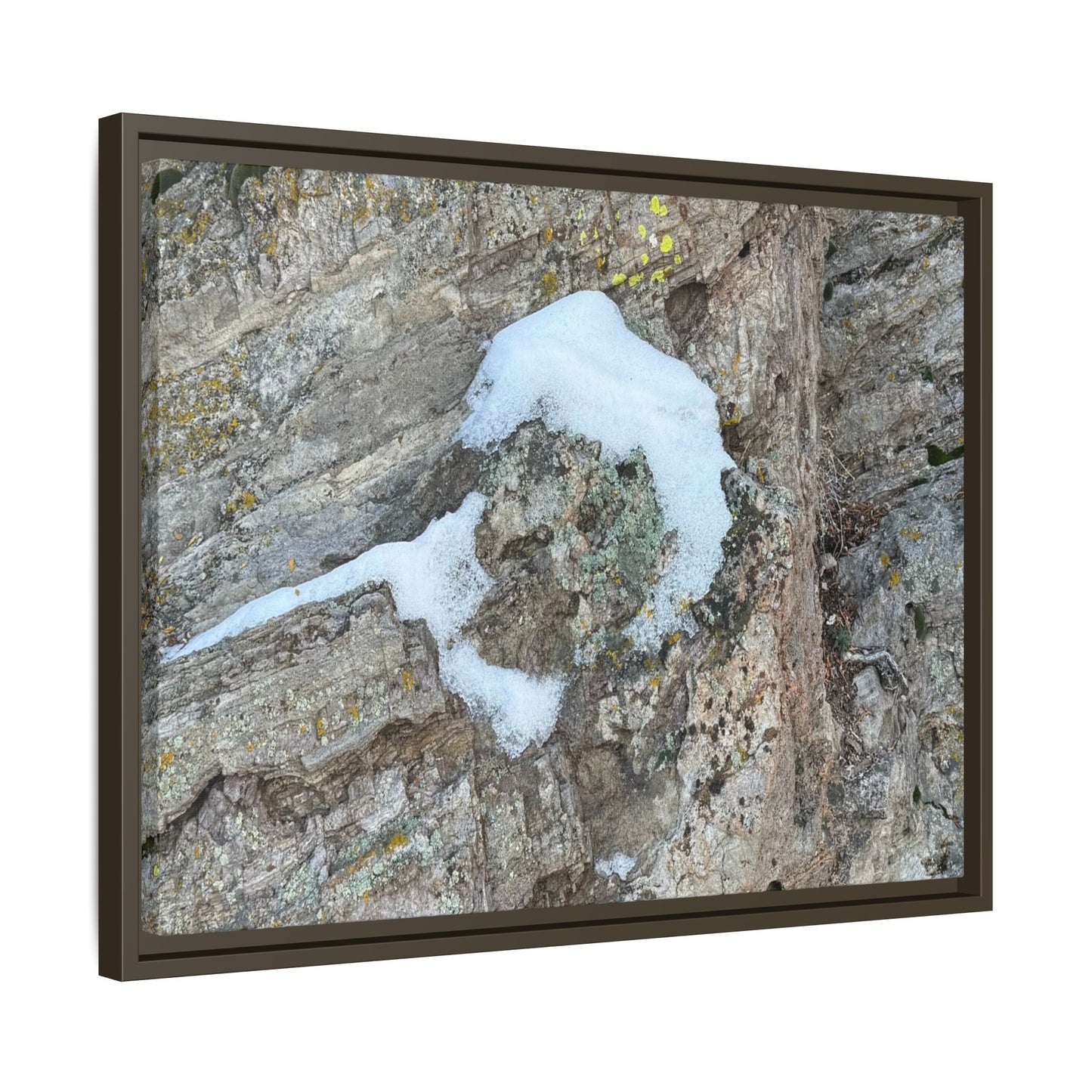 Lichen's Embrace - Unique Stretched Canvas Wall Art