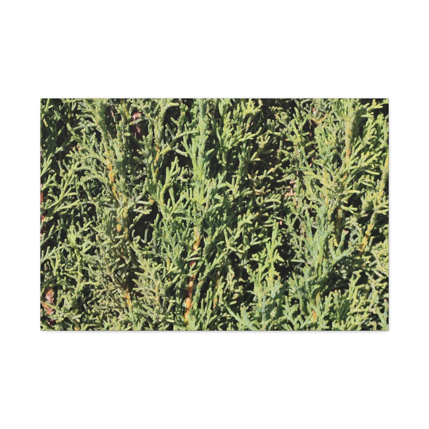 Emerald Tapestry - Unique Frameless Canvas Wall Art - Art By Earth