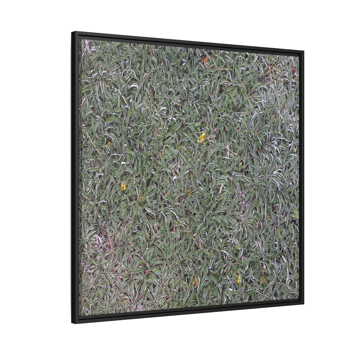 Grassy Texture - Unique Stretched Canvas Wall Art - Art By Earth