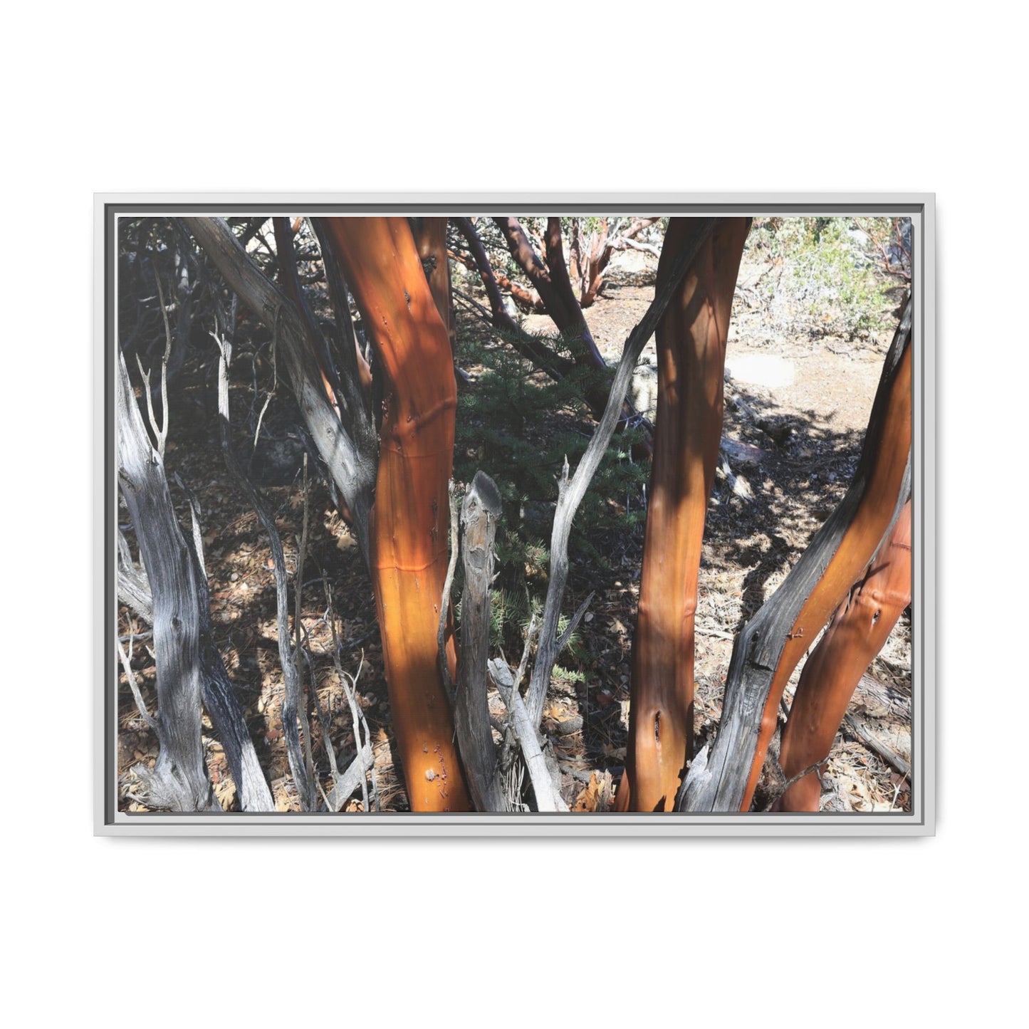Eucalyptus Grove - Unique Stretched Canvas Wall Art
