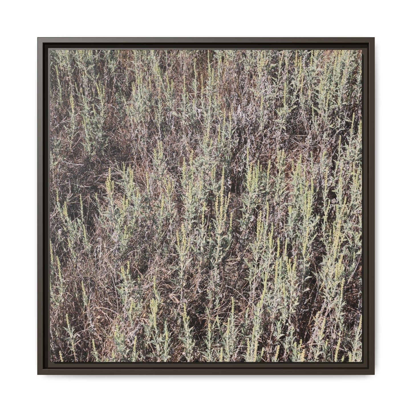 Sage Fields Forever - Unique Stretched Canvas Wall Art - Art By Earth