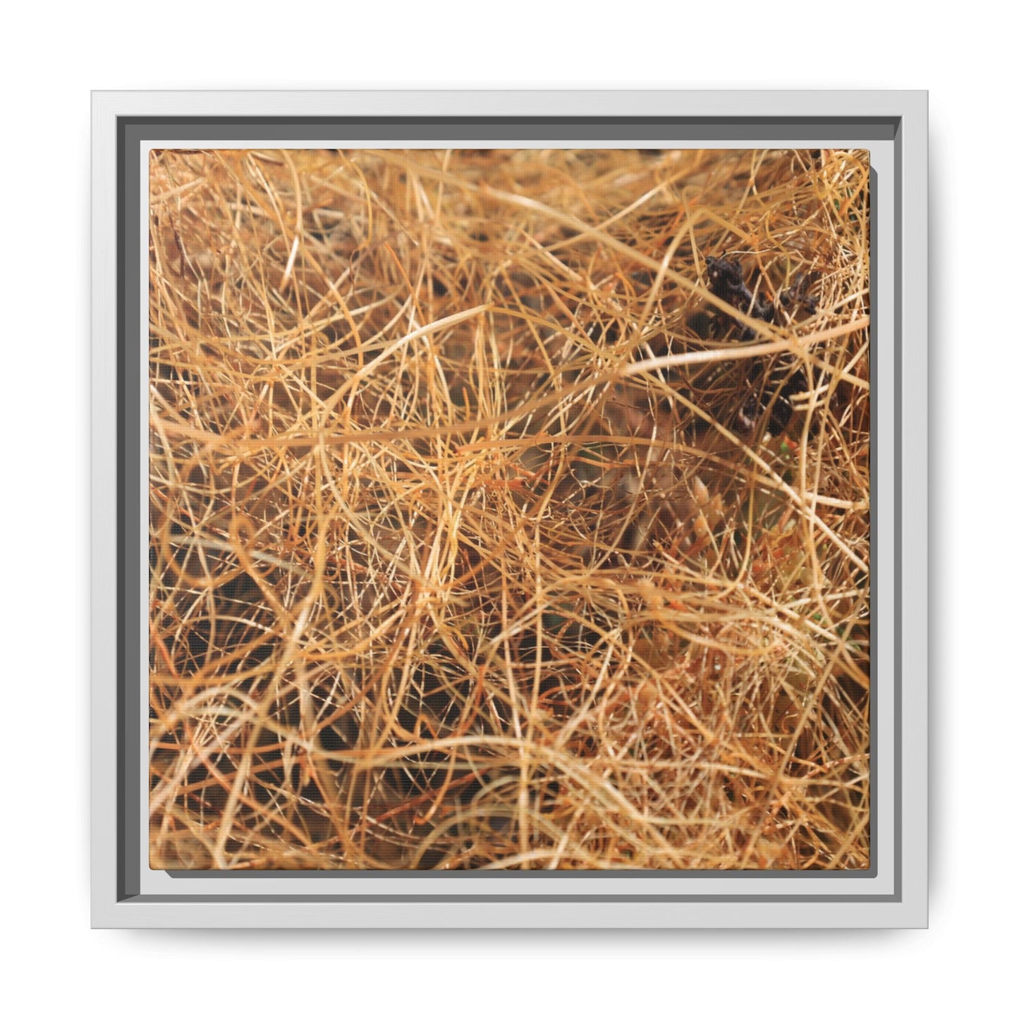 Dried Grass - Unique Stretched Canvas Wall Art - Art By Earth