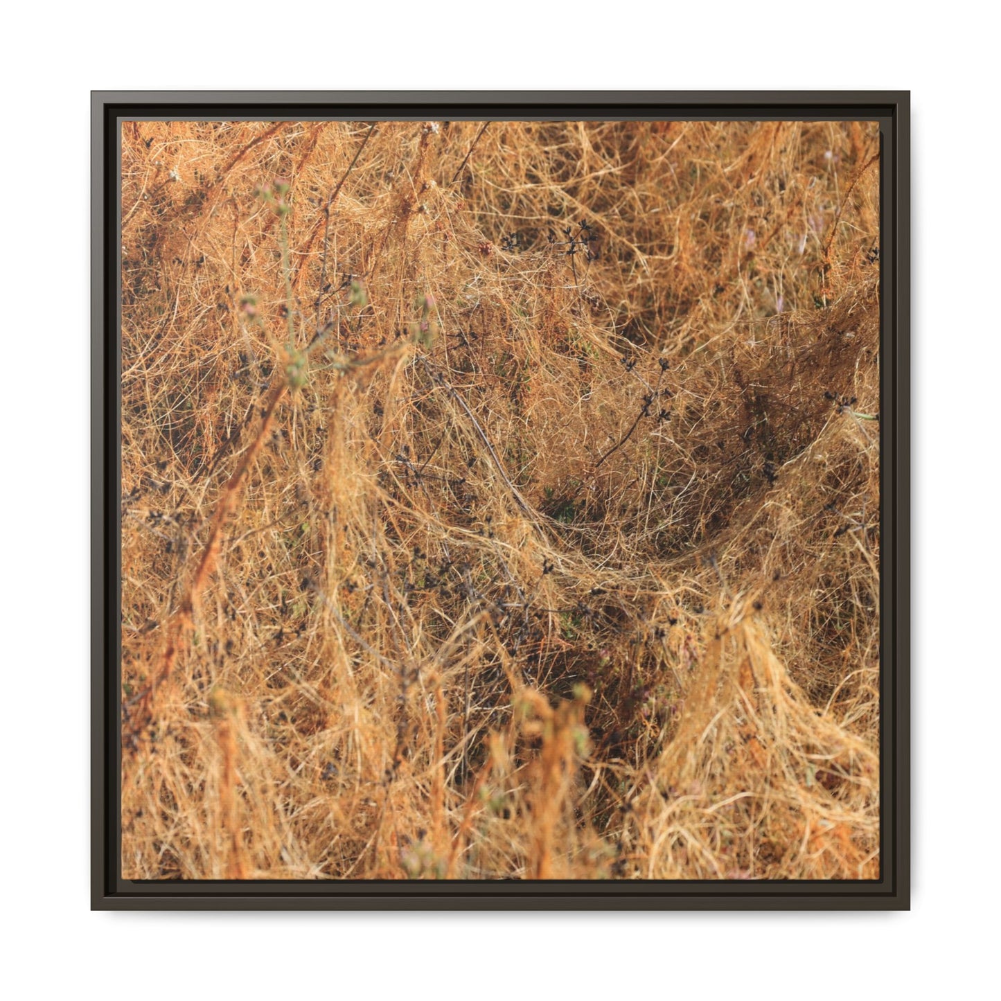 Dried Vegetation Study - Unique Stretched Canvas Wall Art - Art By Earth
