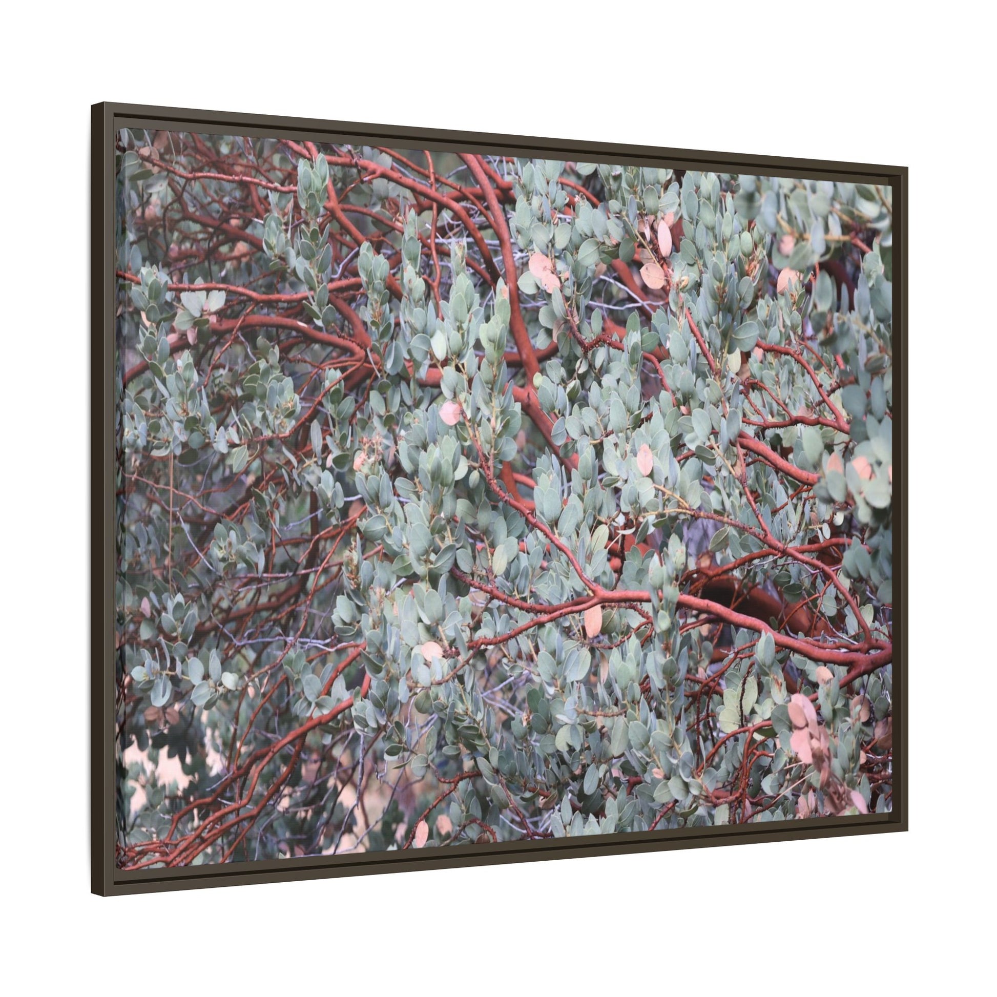 Whispers of Sage - Unique Stretched Canvas Wall Art - Art By Earth