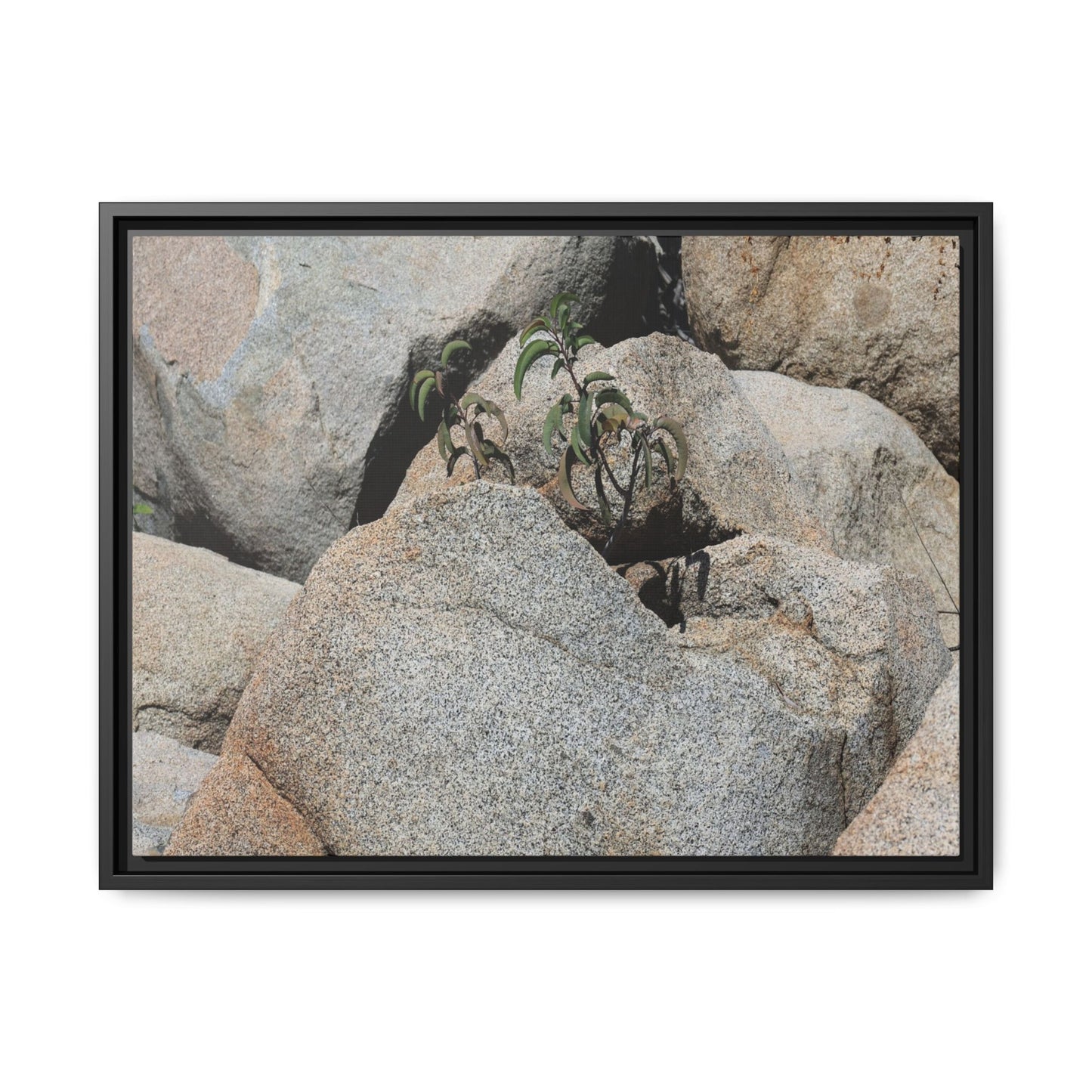 Desert Plant Thriving Among Rocks - Unique Stretched Canvas Wall Art