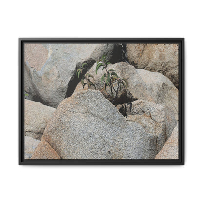 Desert Plant Thriving Among Rocks - Unique Stretched Canvas Wall Art