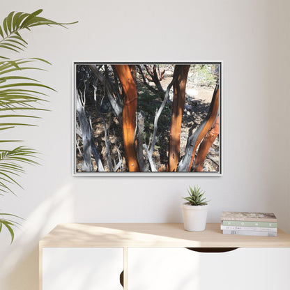 Eucalyptus Grove - Unique Stretched Canvas Wall Art