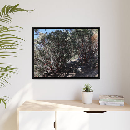 Desert Trail Through Blooming Manzanita - Unique Stretched Canvas Wall Art