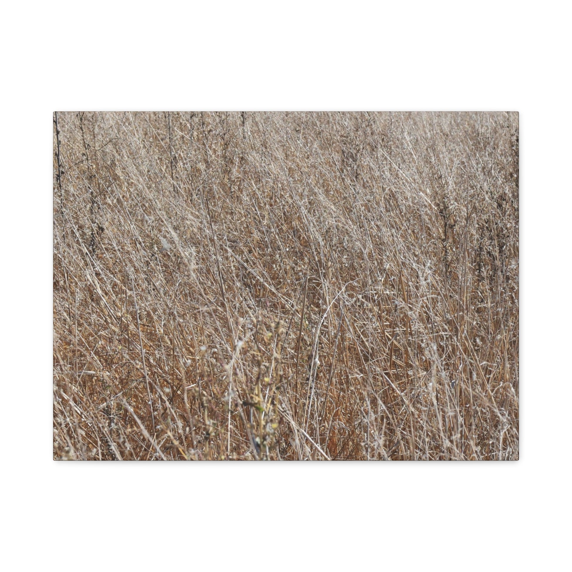 Whispers of Autumn - Unique Frameless Canvas Wall Art - Art By Earth