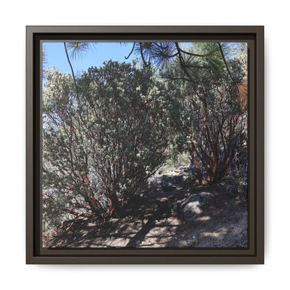 Desert Trail Through Blooming Manzanita - Unique Stretched Canvas Wall Art