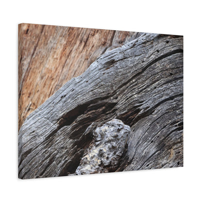 Tree Bark Texture - Unique Frameless Canvas Wall Art - Art By Earth