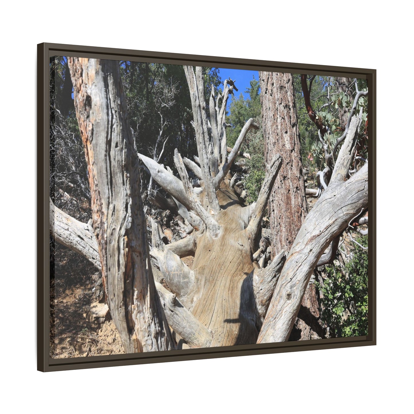 Forest Sentinels - Unique Stretched Canvas Wall Art