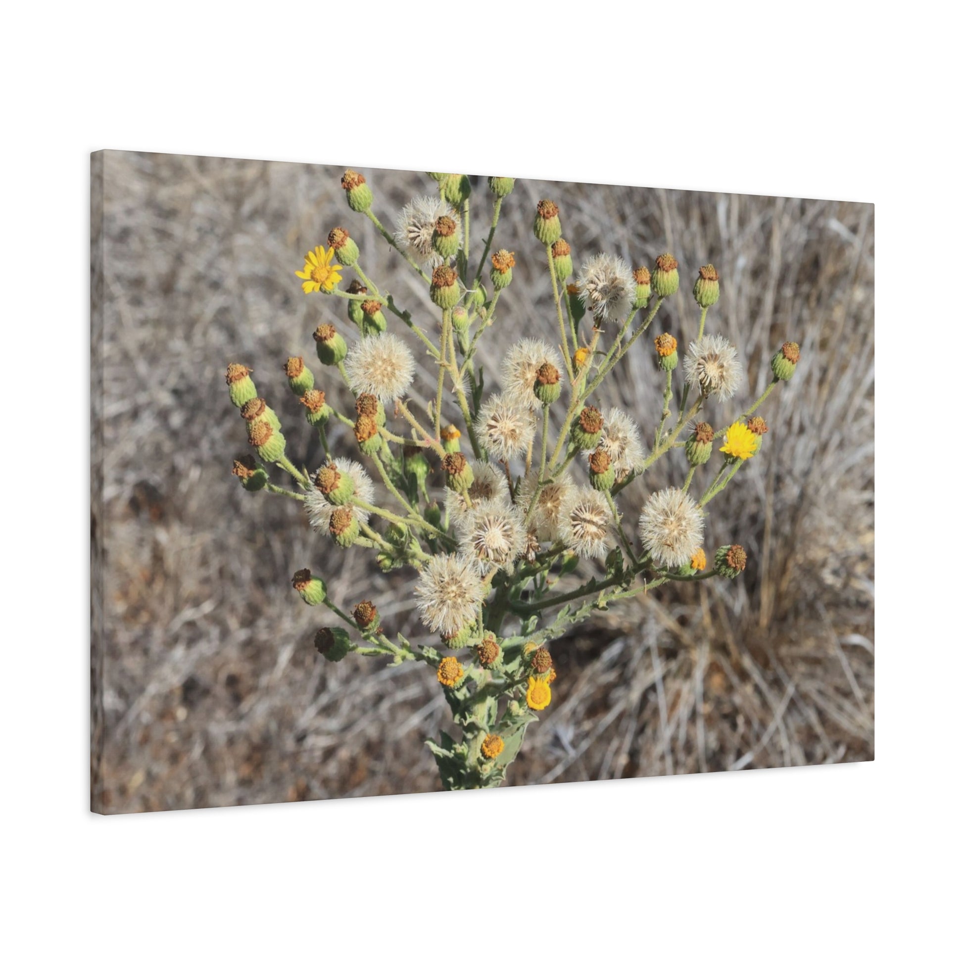 Whispers of the Dry Meadow - Unique Stretched Canvas Wall Art - Art By Earth