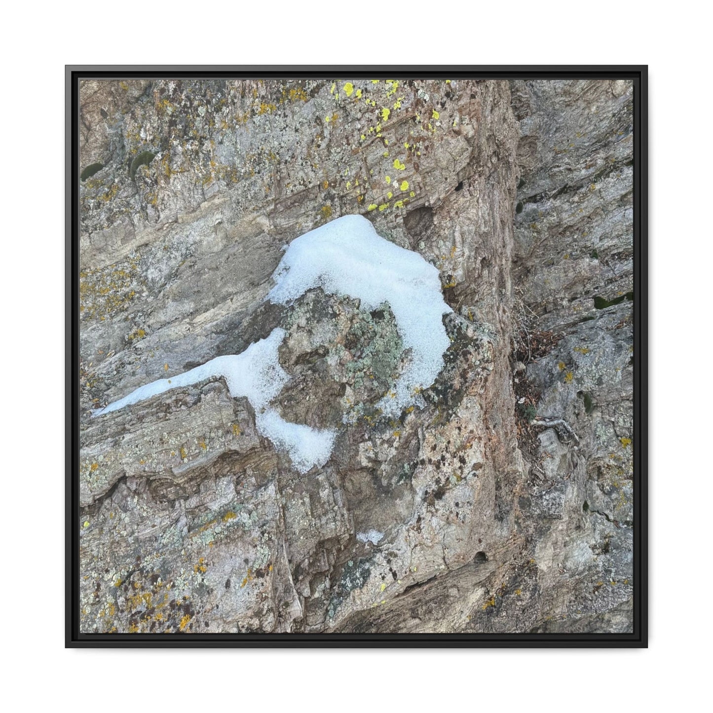 Lichen's Embrace - Unique Stretched Canvas Wall Art