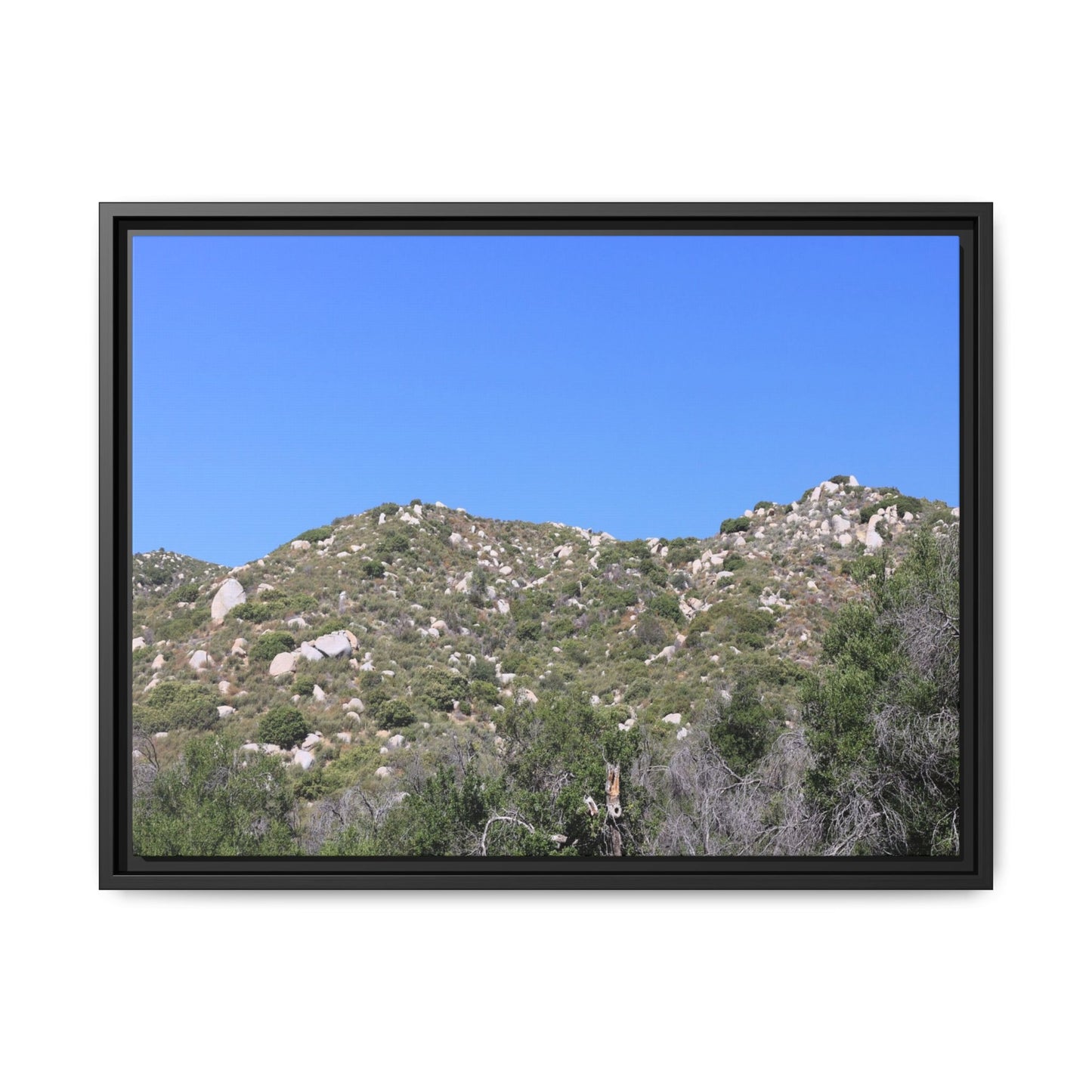 Sparse Vegetation - Unique Stretched Canvas Wall Art