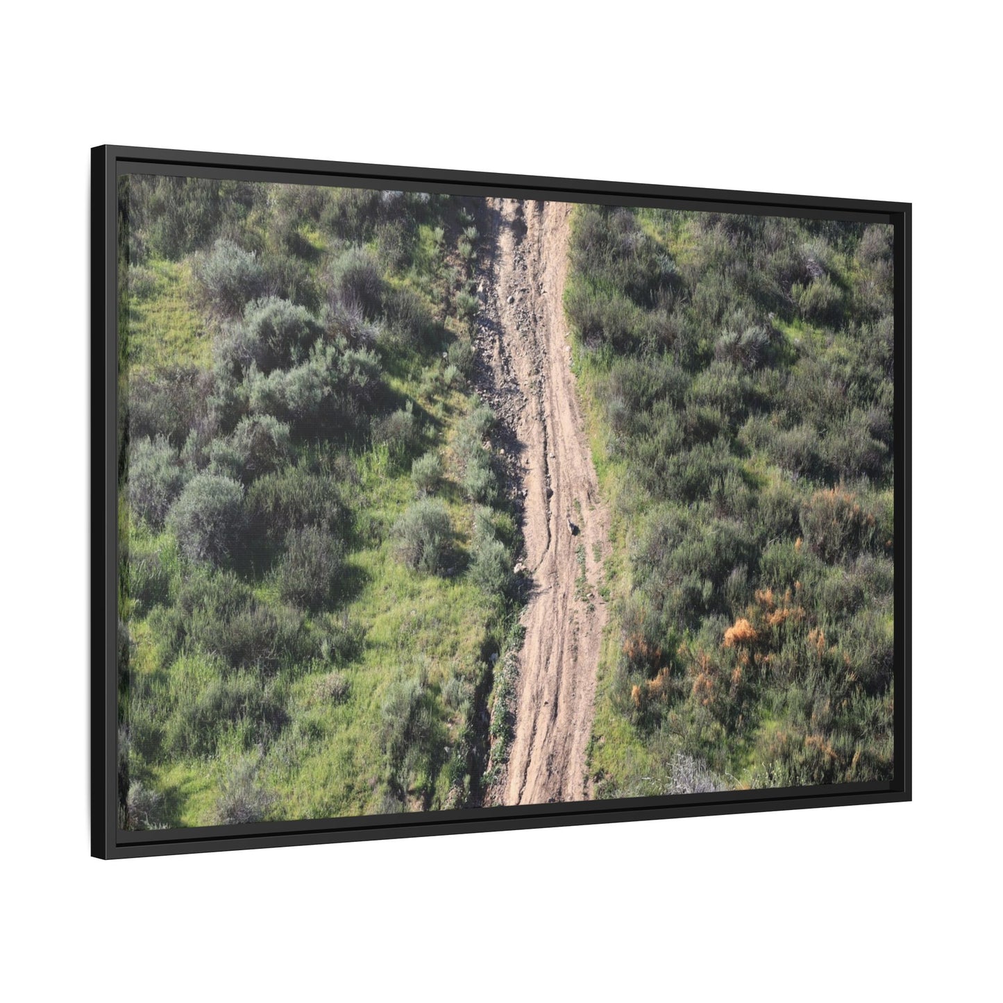 Desert Path Through Sage - Unique Stretched Canvas Wall Art - Art By Earth