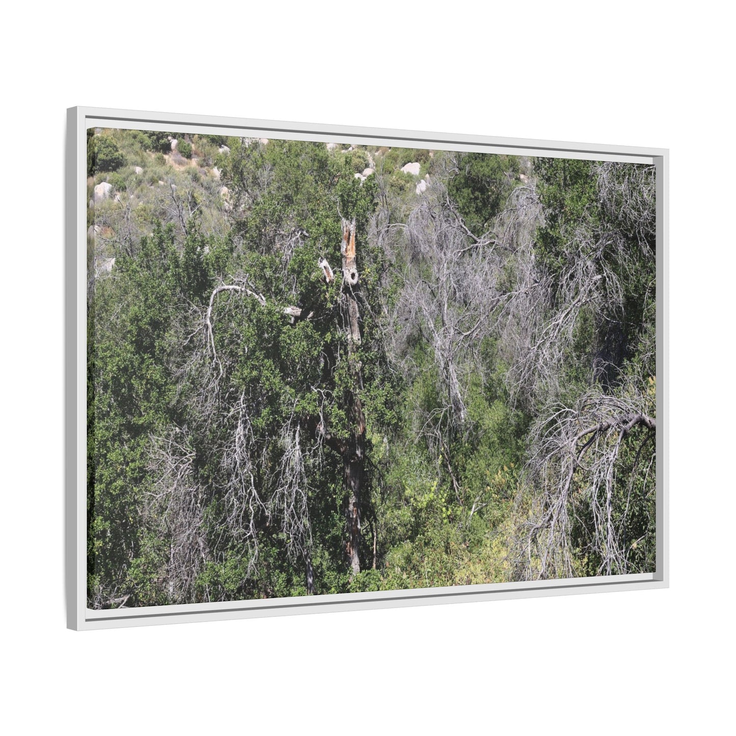 Forest Decline - Unique Stretched Canvas Wall Art