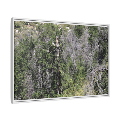Forest Decline - Unique Stretched Canvas Wall Art