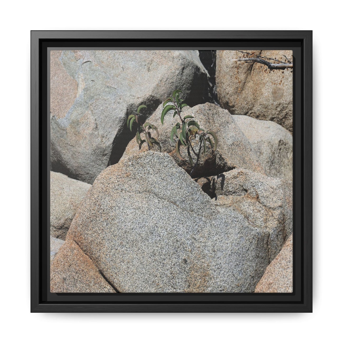 Desert Plant Thriving Among Rocks - Unique Stretched Canvas Wall Art