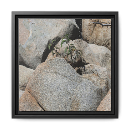 Desert Plant Thriving Among Rocks - Unique Stretched Canvas Wall Art