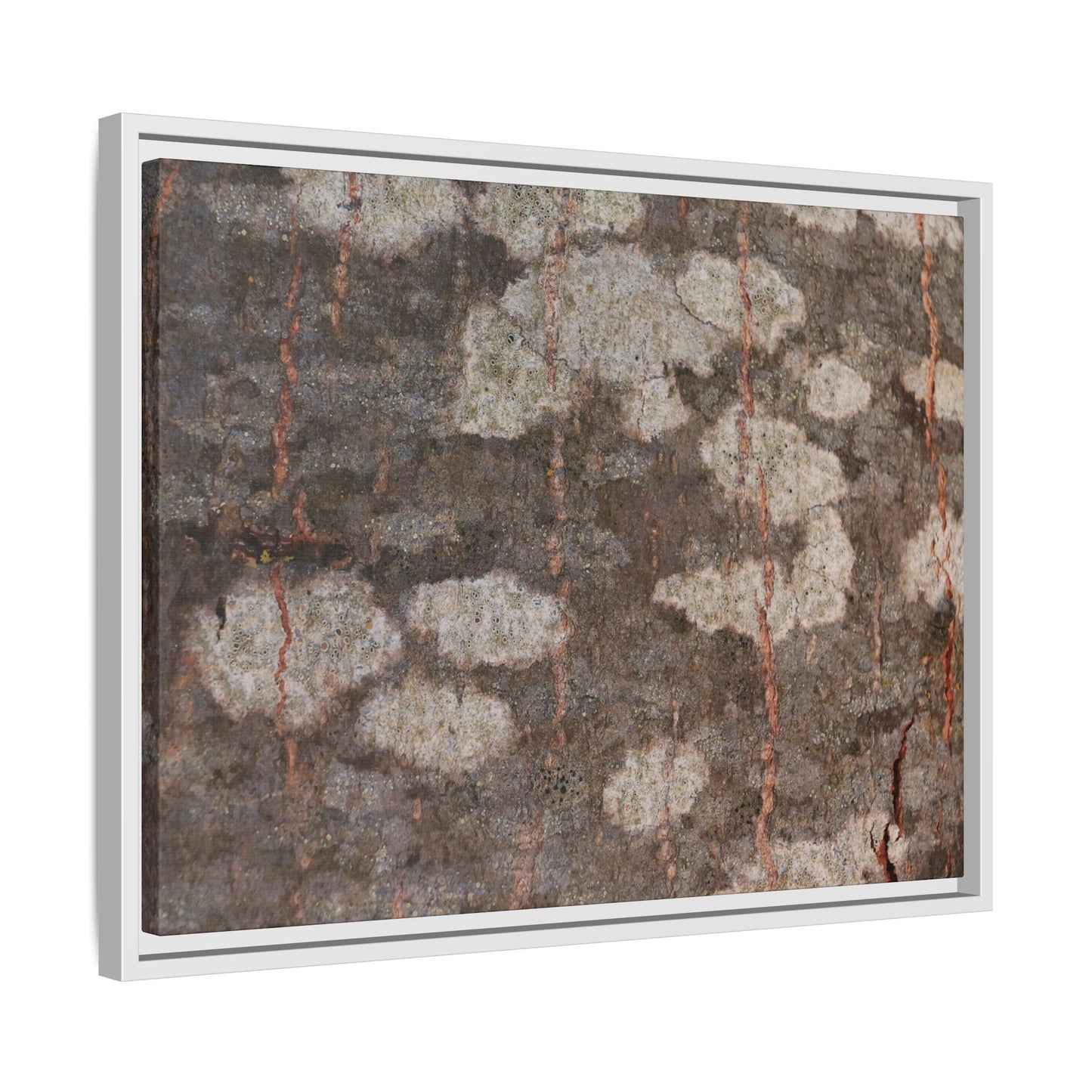 Lichen's Legacy - Unique Stretched Canvas Wall Art - Art By Earth