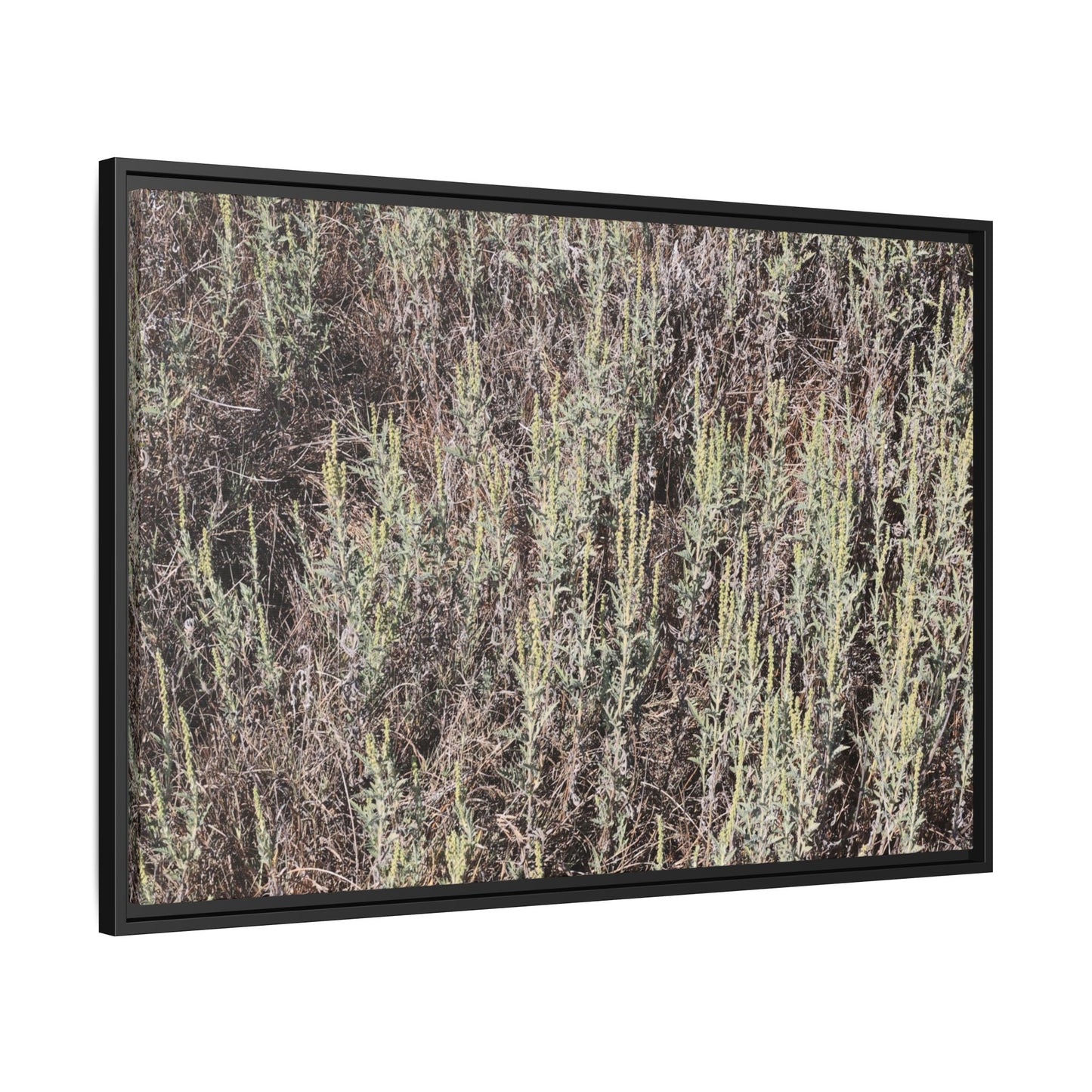 Sage Fields Forever - Unique Stretched Canvas Wall Art - Art By Earth