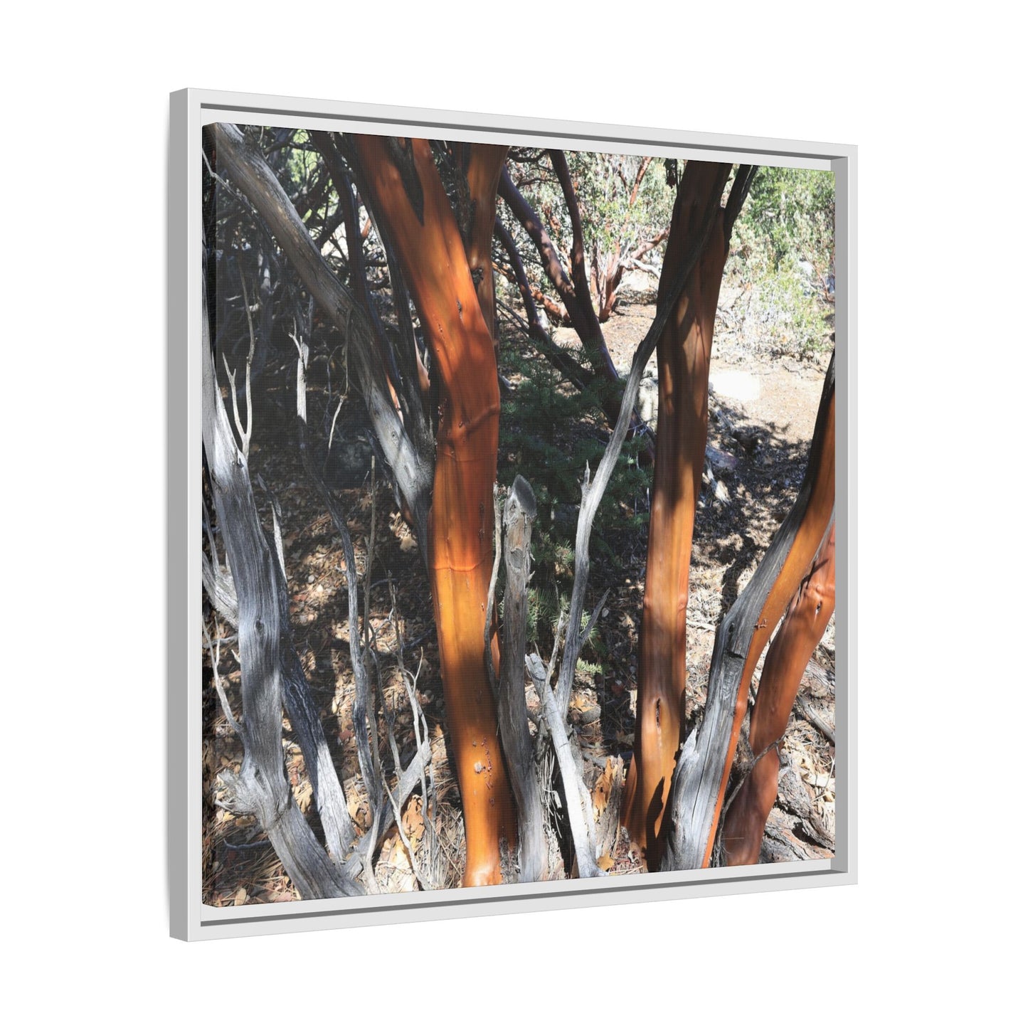 Eucalyptus Grove - Unique Stretched Canvas Wall Art