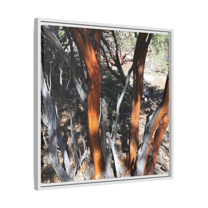 Eucalyptus Grove - Unique Stretched Canvas Wall Art