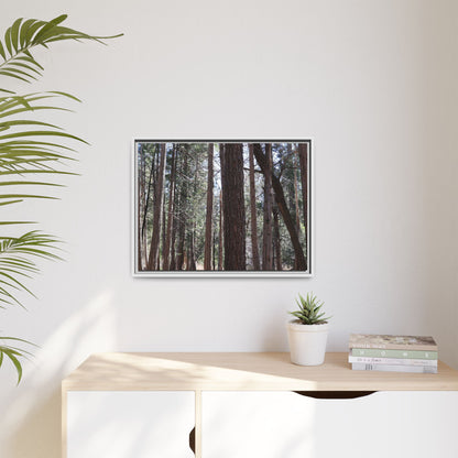 Forest Cathedral - Unique Stretched Canvas Wall Art - Art By Earth