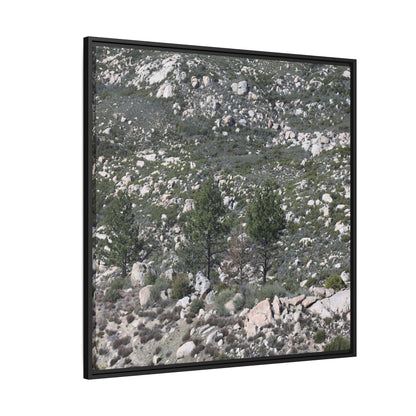 Rocky Hillside with Pine Trees - Unique Stretched Canvas Wall Art - Art By Earth