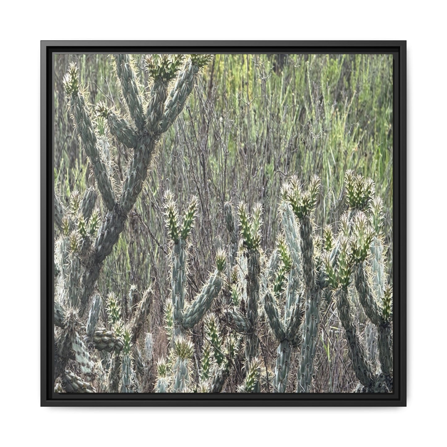 Prickly Paradise - Unique Stretched Canvas Wall Art - Art By Earth