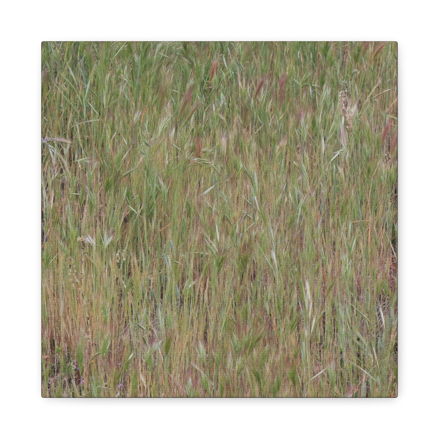 Whispers of the Prairie - Unique Frameless Canvas Wall Art - Art By Earth