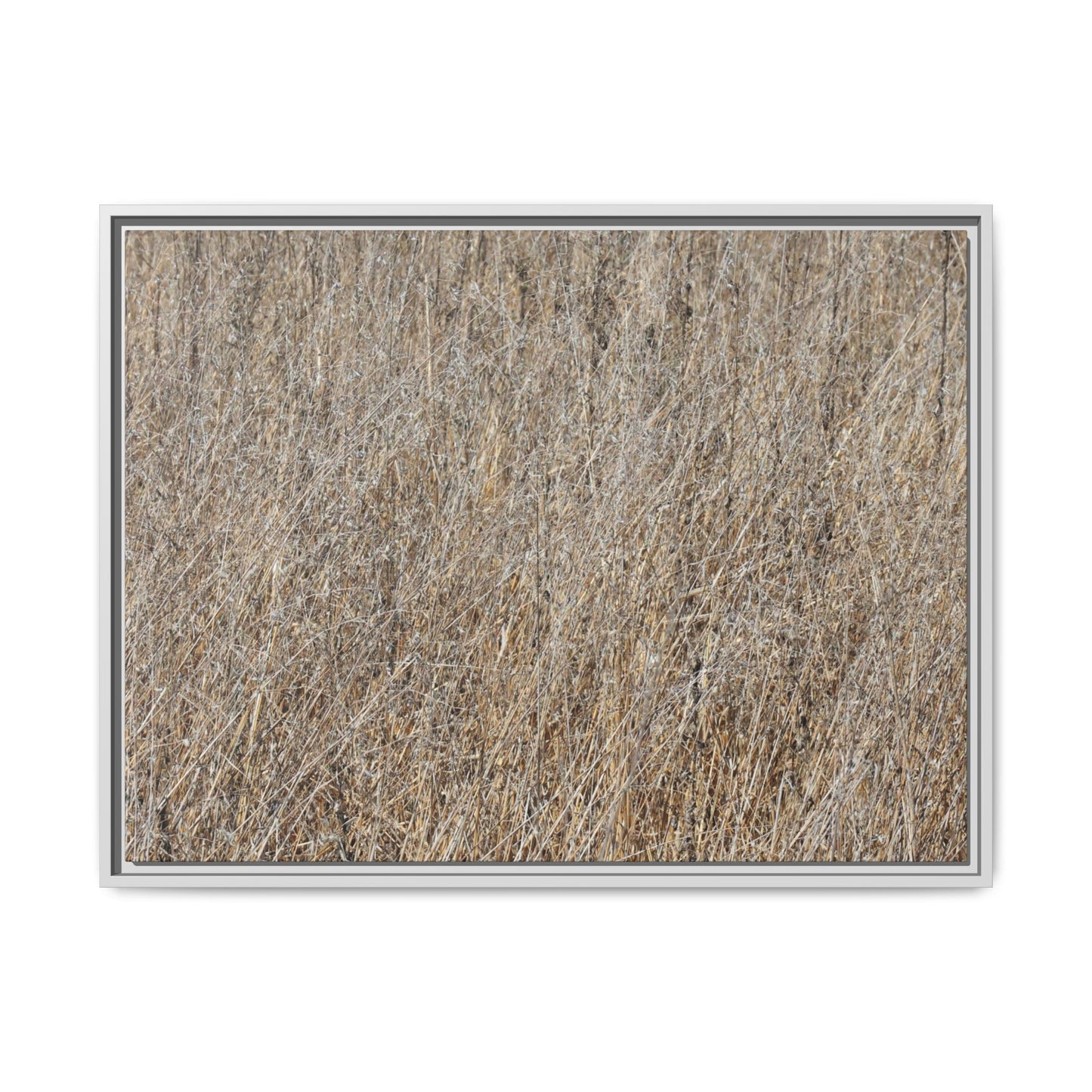Dry Straw Symphony - Unique Stretched Canvas Wall Art - Art By Earth