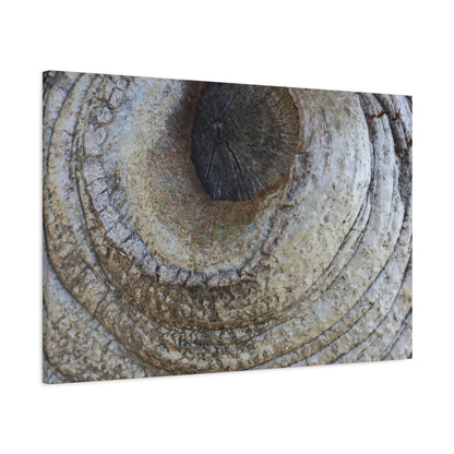Bark's Eye - Unique Frameless Canvas Wall Art - Art By Earth