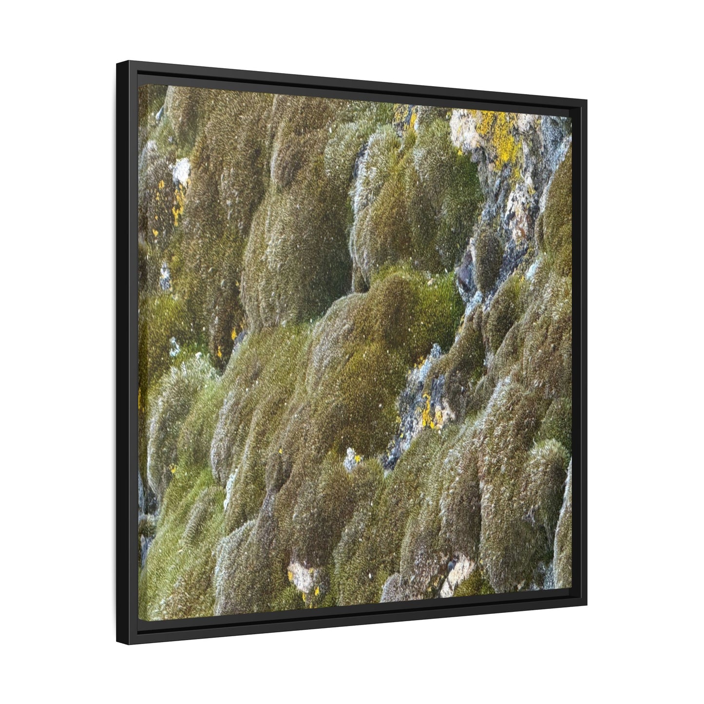 Moss Symphony - Unique Stretched Canvas Wall Art