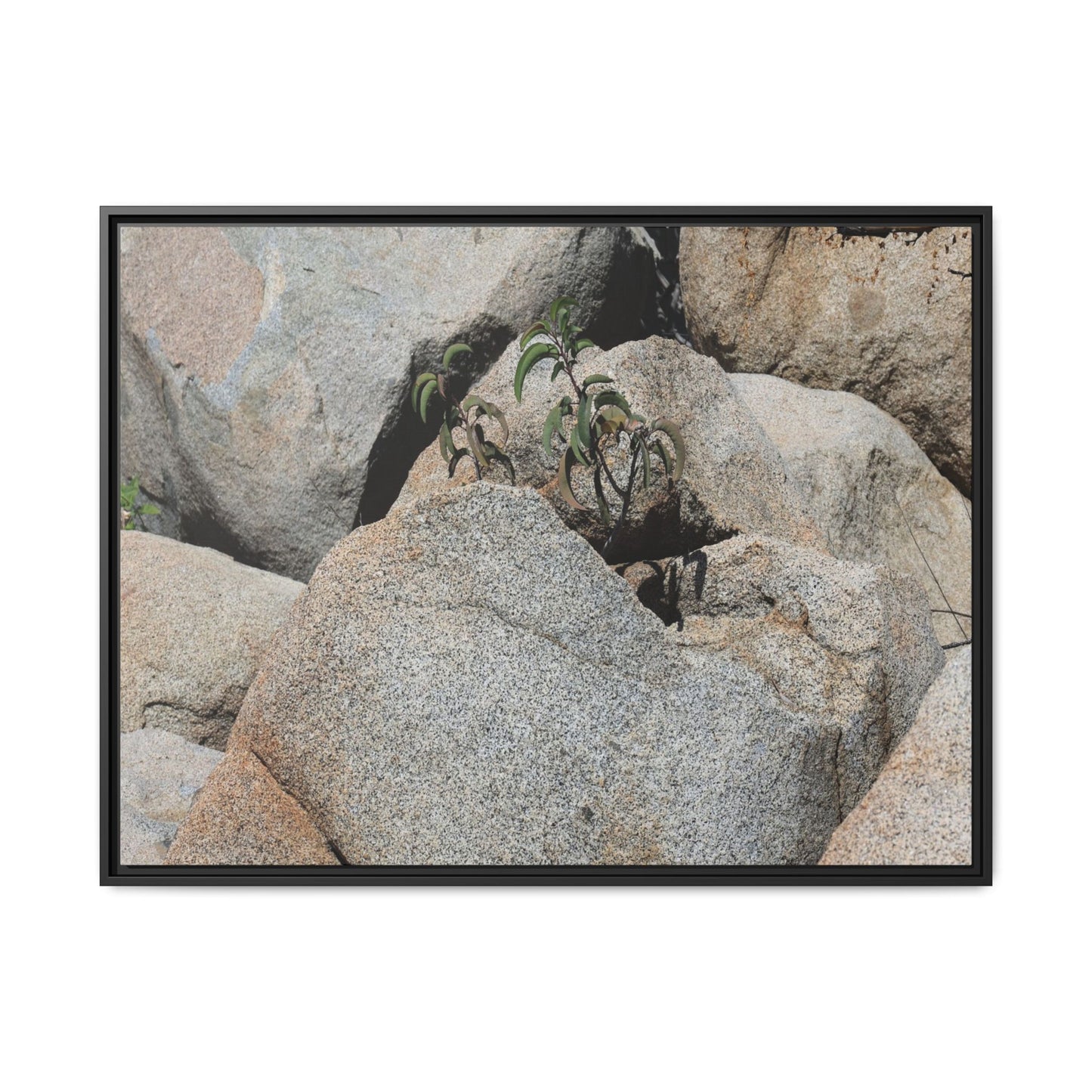 Desert Plant Thriving Among Rocks - Unique Stretched Canvas Wall Art