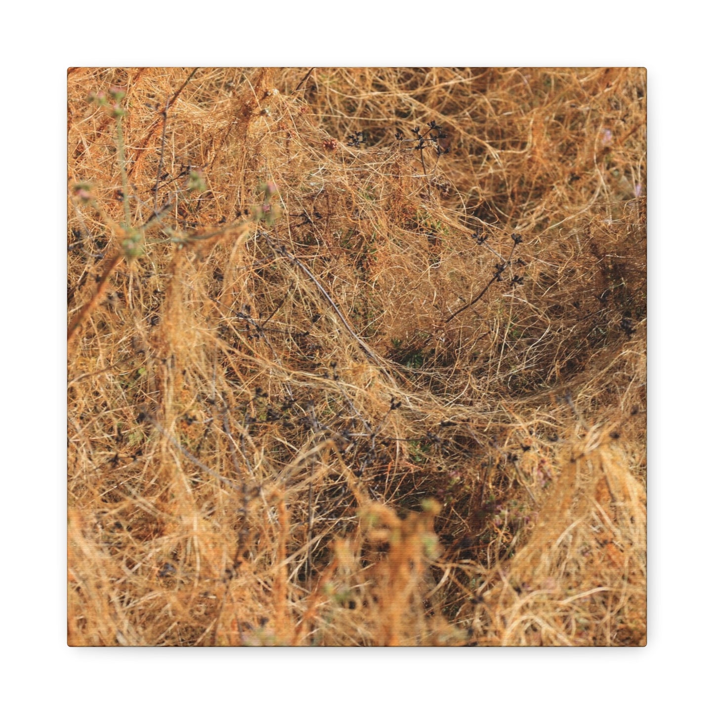 Dried Grasses - Unique Frameless Canvas Wall Art - Art By Earth