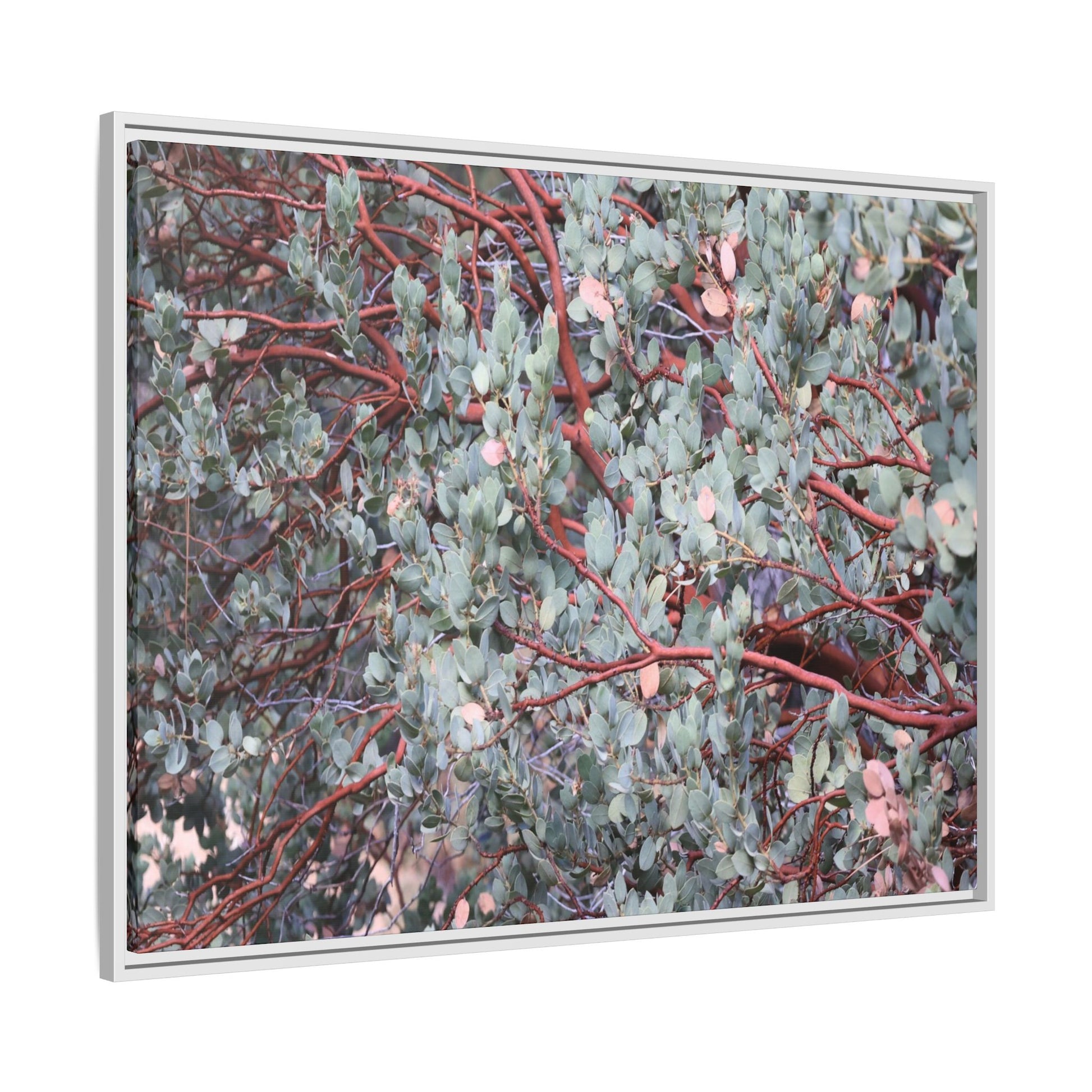 Whispers of Sage - Unique Stretched Canvas Wall Art - Art By Earth