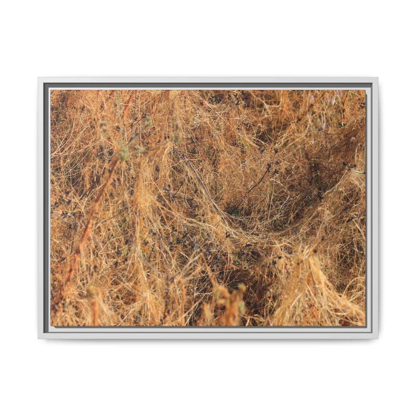 Dried Vegetation Study - Unique Stretched Canvas Wall Art - Art By Earth