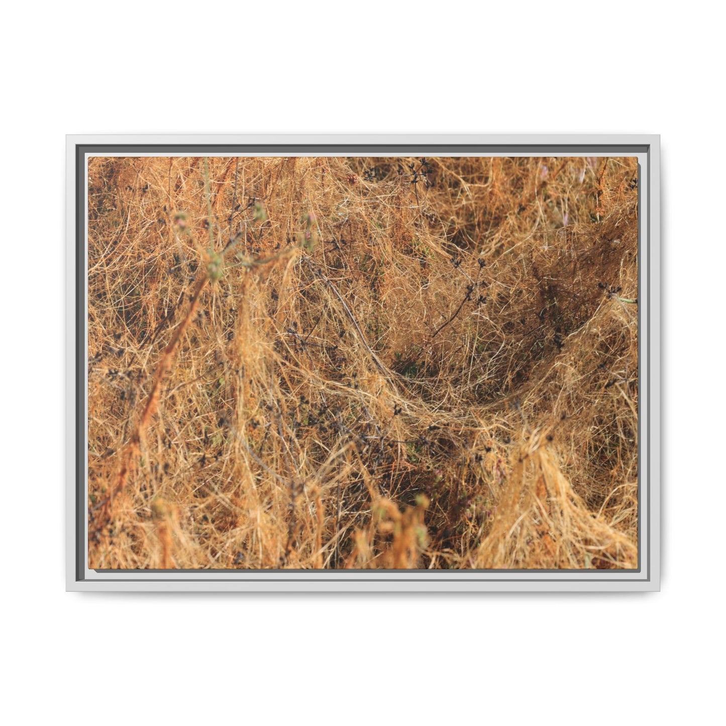 Dried Vegetation Study - Unique Stretched Canvas Wall Art - Art By Earth