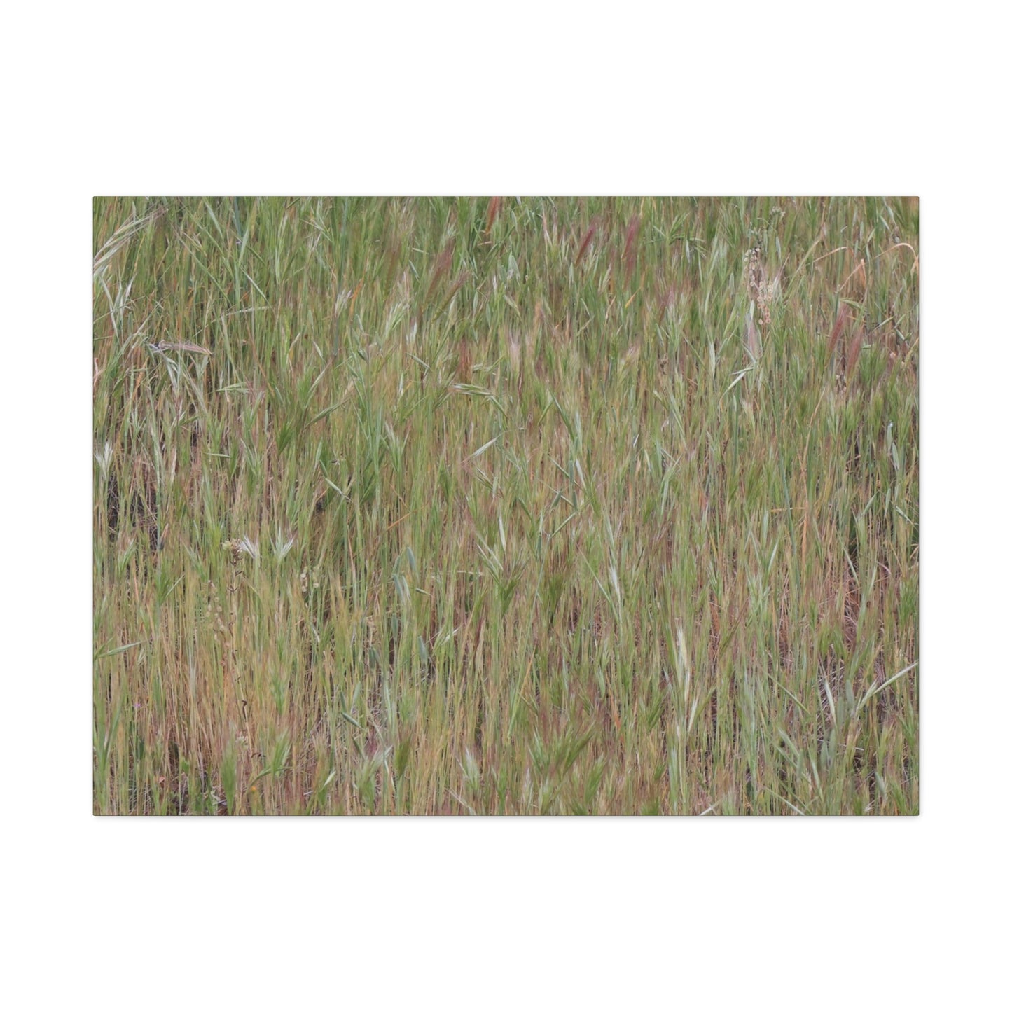 Whispers of the Prairie - Unique Frameless Canvas Wall Art - Art By Earth