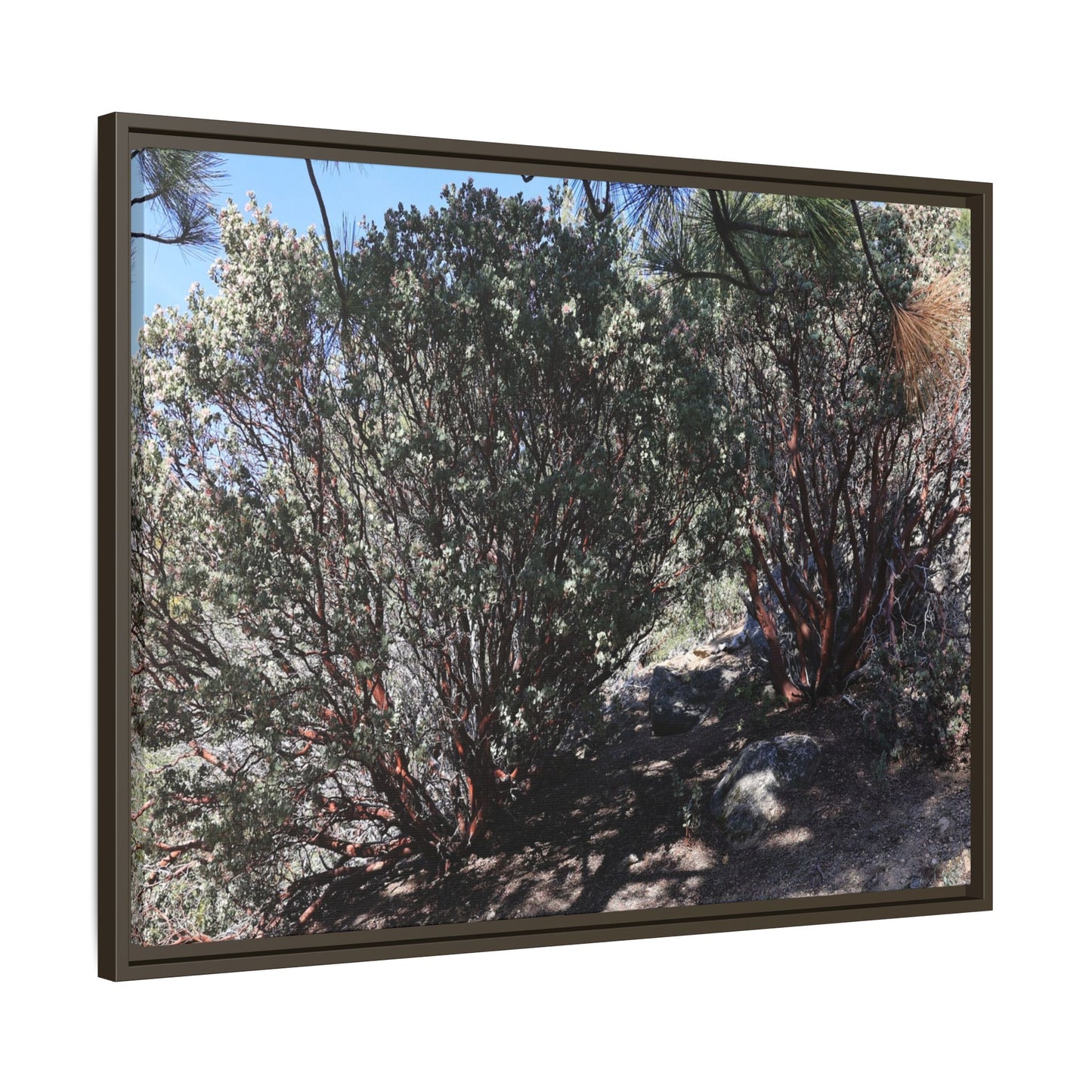 Desert Trail Through Blooming Manzanita - Unique Stretched Canvas Wall Art
