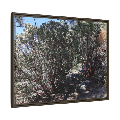 Desert Trail Through Blooming Manzanita - Unique Stretched Canvas Wall Art