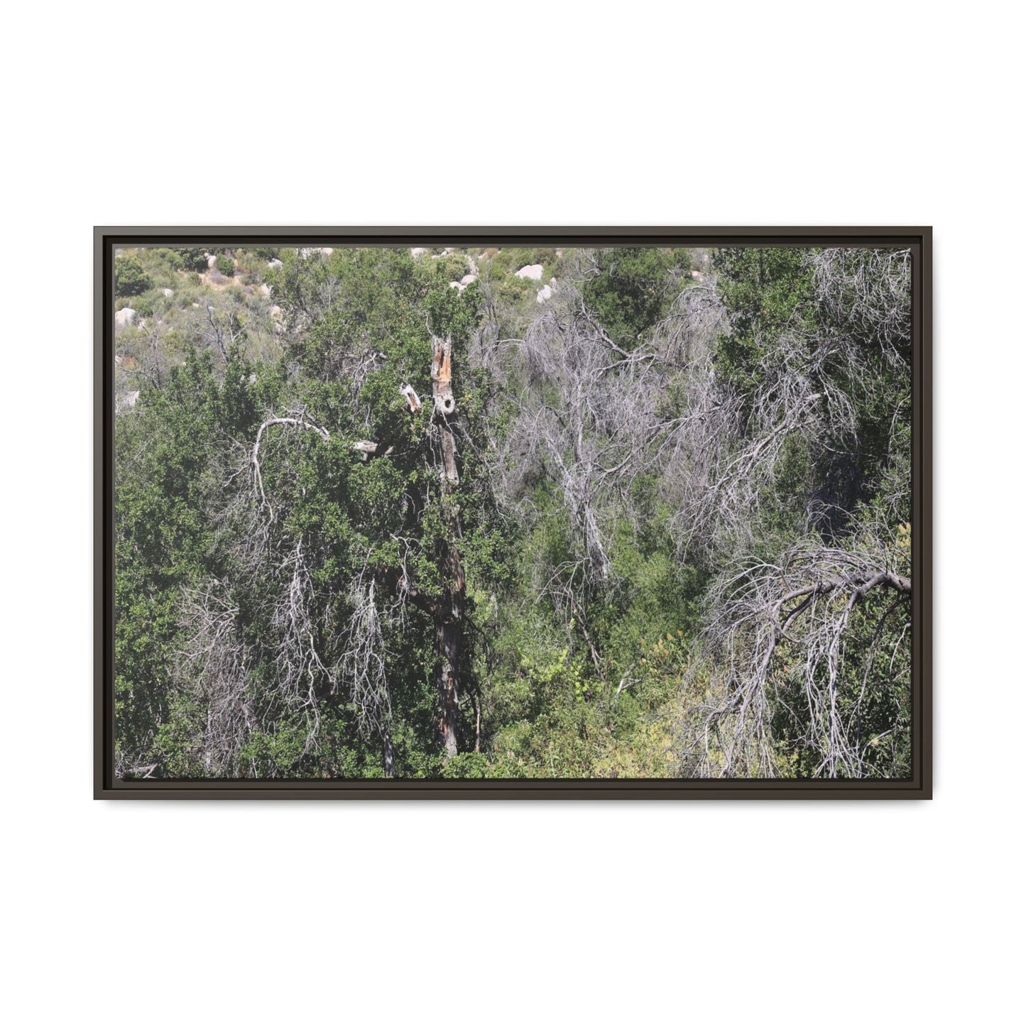 Forest Decline - Unique Stretched Canvas Wall Art