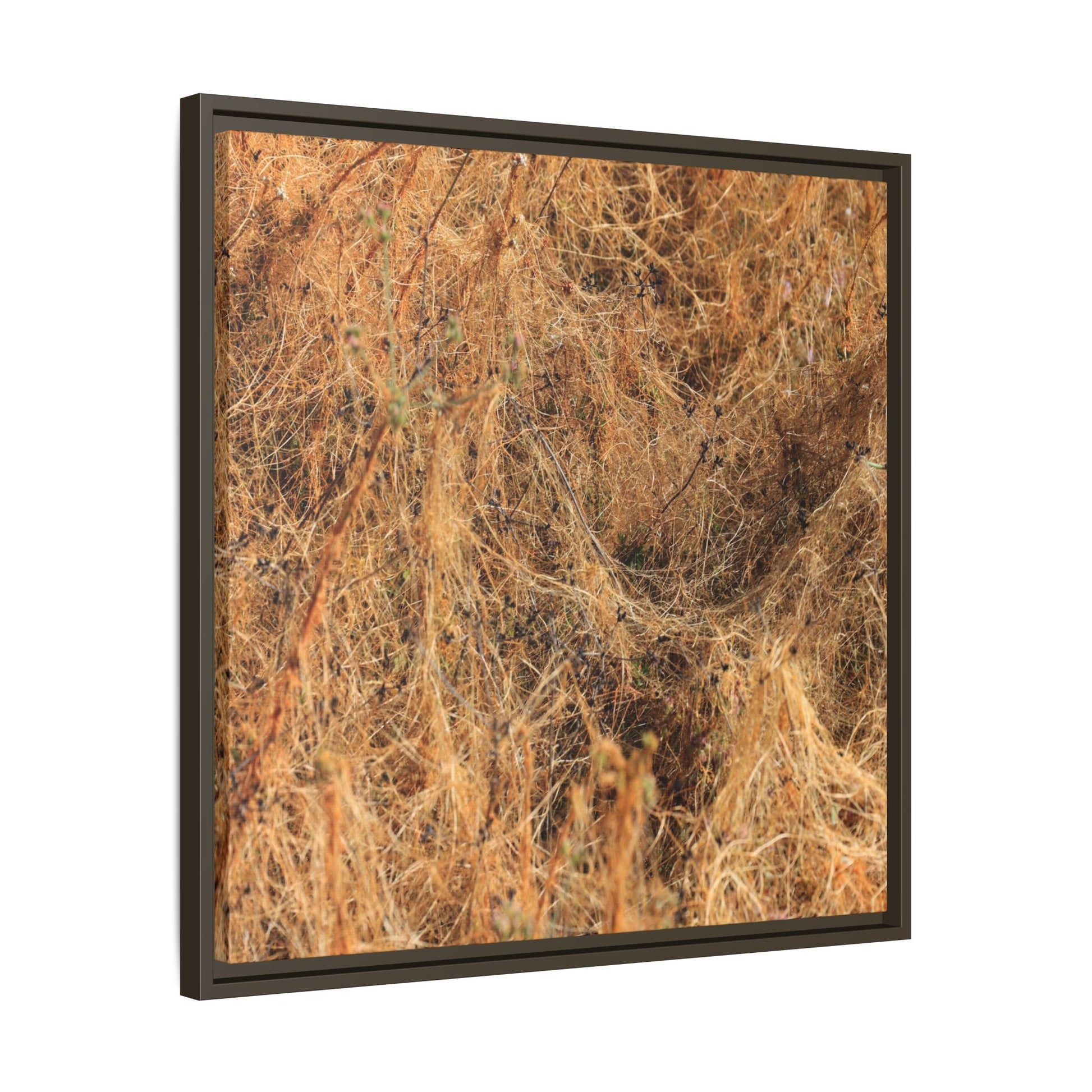 Dried Vegetation Study - Unique Stretched Canvas Wall Art - Art By Earth