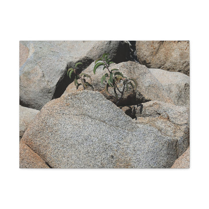 Desert Plant Survives - Unique Frameless Canvas Wall Art