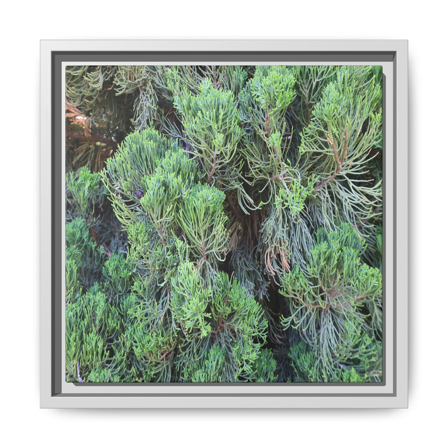 Verdant Whispers - Unique Stretched Canvas Wall Art - Art By Earth